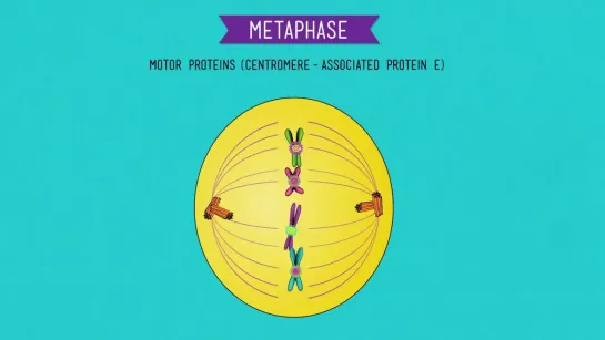 Mitosis_ Splitting Up is Complicated - Crash Course Biology #12