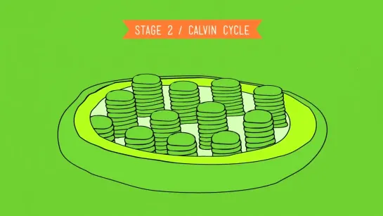 Photosynthesis_ Crash Course Biology #8