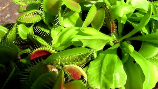 Лягушка не проблема для венериной мухоловки (Dionaea muscipula)