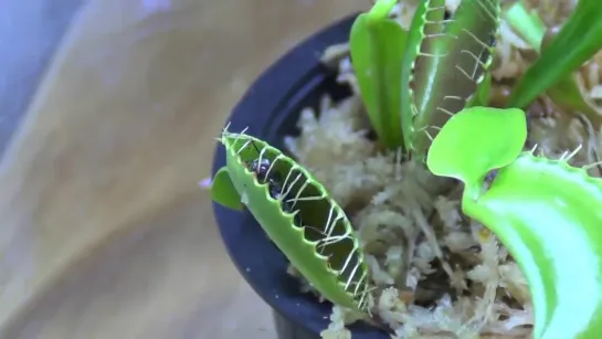 Венерина мухоловка (Dionaea muscipula) поедает насекомых