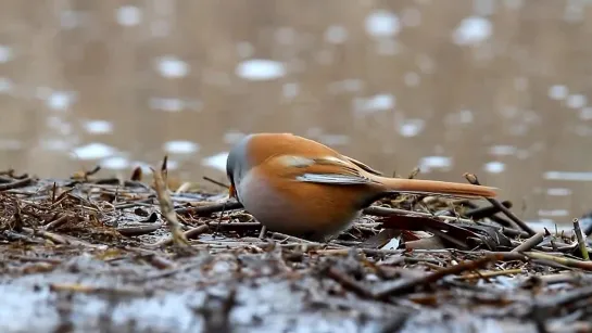 Синица усатая _ Bearded Reedling _ Panurus biarmicus