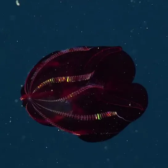 mbari_news-video