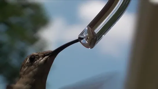 Hummingbird's Forked Tongue