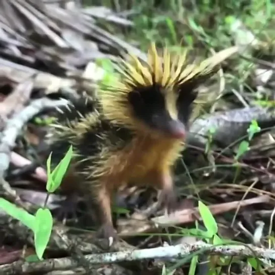 Lowland Streaked Tenrec is endemic to Madagascar.