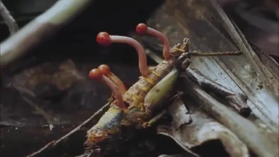 Кордицепс однобокий (Ophiocordyceps unilateralis)