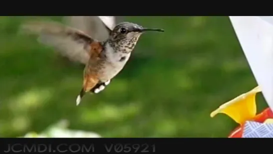 600fps Slow Motion Hummingbird Feeding Closeup. Upscaled to 720pHD