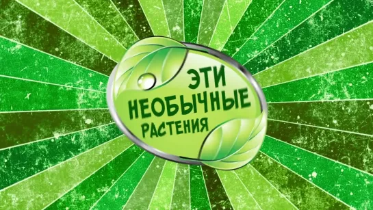 Эти необычные растения | ЕХперименты с Антоном Войцеховским