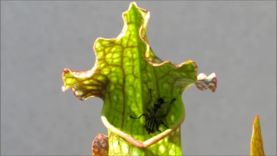 Саррацения (Sarracenia)