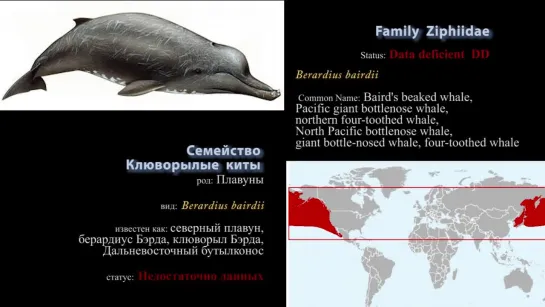 Клюворылые киты (Ziphiidae)