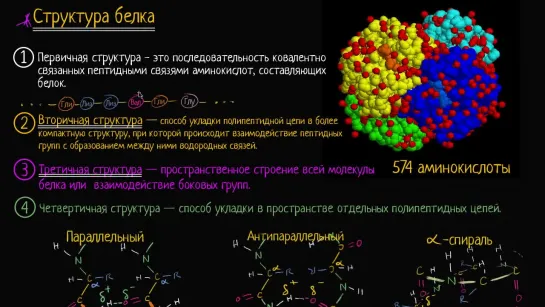 Третичная структура белка; макромолекулы | Khan Academy | Академия Хана