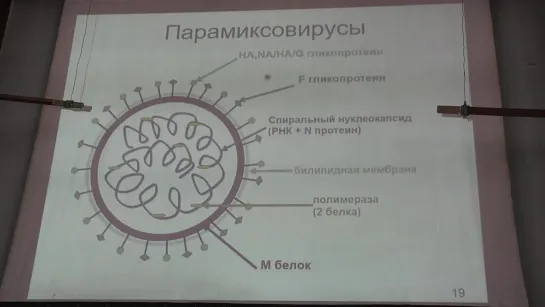 Карпова О. В. Вирусология 5. (-)РНК-содержащие вирусы