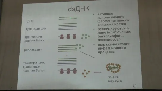 Карпова О. В. Вирусология 3. Классификация вирусов. РНК-содержащие вирусы