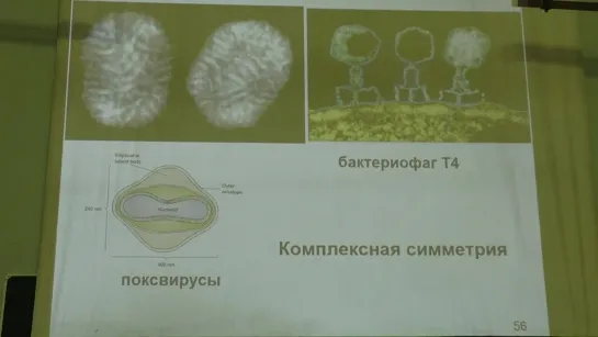 Карпова О. В. Вирусология 2. Строение вируса. Понятие инфекции