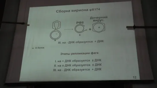 Карпова О. В. Вирусология 9. ДНК-содержащие вирусы. Часть 2