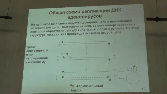 Карпова О. В. Вирусология 8. ДНК-содержащие вирусы. Часть 1