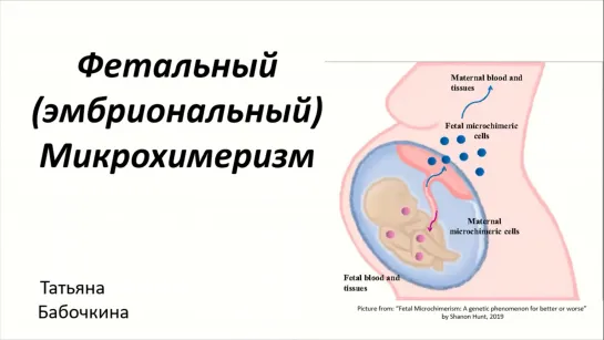 Татьяна Бабочкина --  Фетальный микрохимеризм