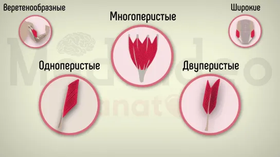 Общая миология