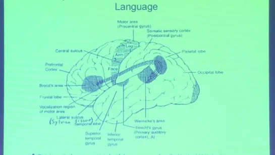 23. Auditory cortex 2: Language; bats and echolocation