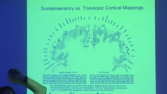 22. Auditory cortex 1: Physiology and sound localization