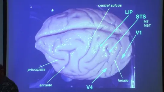 13. Review: The visual and oculomotor systems