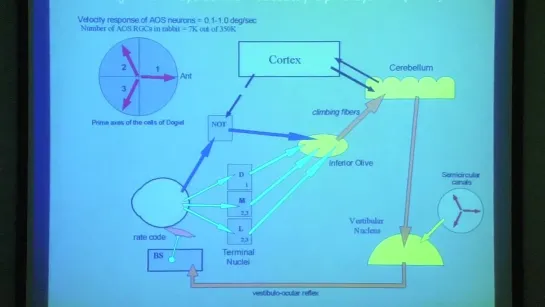 12. Motion perception and pursuit eye movements