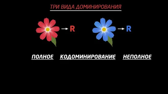 Кодоминирование и неполное доминирование (видео 4) _ Классическая генетика _ Биология