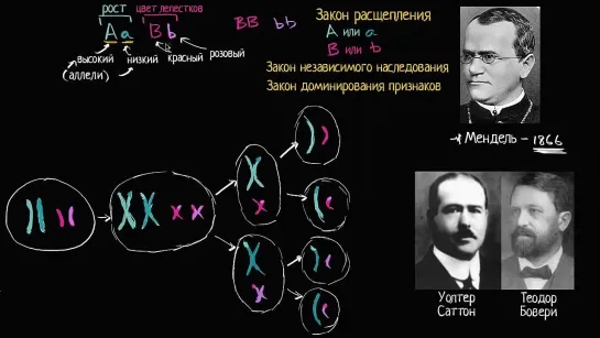 Хромосомная теория наследственности (видео 7) _ Классическая генетика _ Биология