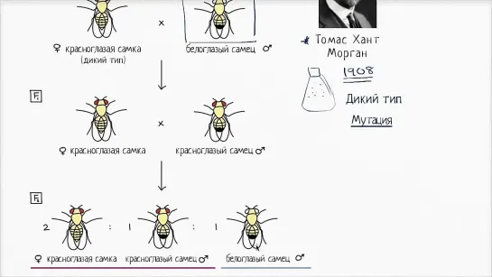 Томас Хант Морган и наследование мутаций у мушки дрозофилы (видео 8) _ Классическая генетика