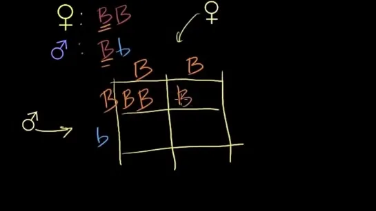 Развлечение с решёткой Пеннетта (видео 3) | Классическая генетика | Биология