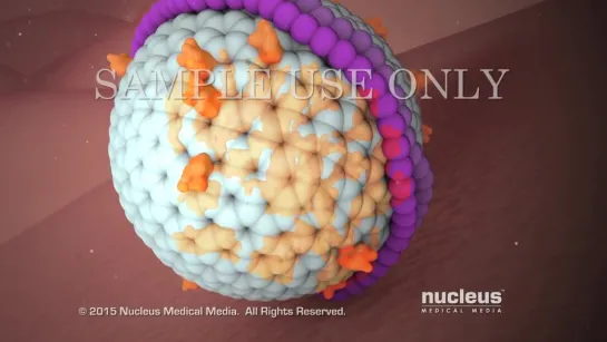 3. LDL and HDL Cholesterol _ Good and Bad Cholesterol _ Nucleus Health