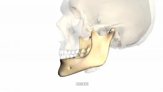 Skull tutorial (4) - Mandible - Anatomy Tutorial