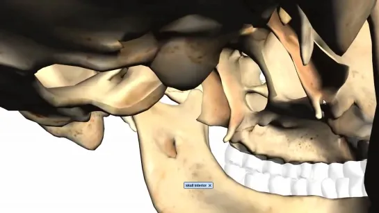 Skull tutorial (2) - Bones of the facial skeleton - Anatomy Tutorial PART 2