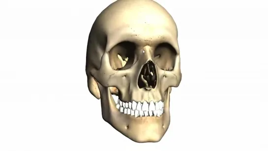 Skull tutorial (2) - Bones of the facial skeleton - Anatomy Tutorial PART 1