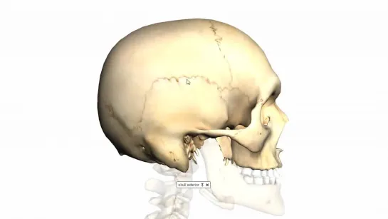 Skull tutorial (1) - Bones of the Calvaria - Anatomy Tutorial PART 1