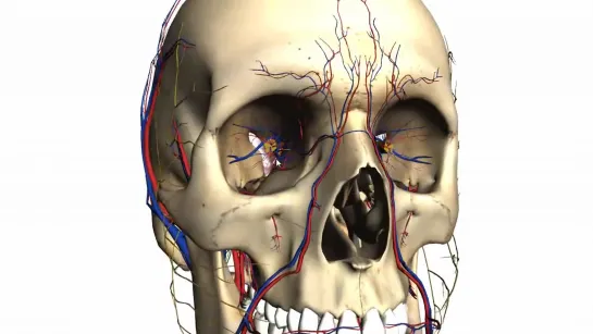 Foramina of the skull and structures that pass through - Anatomy Tutorial Part 1