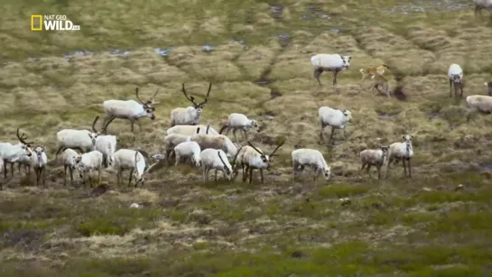 Nat Geo Wild: Гонка жизни. Прирождённые воины