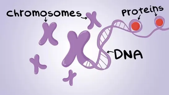 Mitosis_ The Amazing Cell Process that Uses Division to Multiply! (Updated)