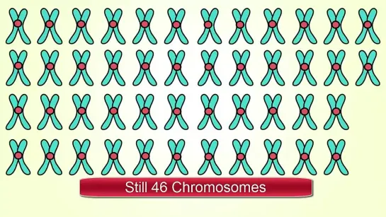 Chromosome Numbers During Division_ Demystified!