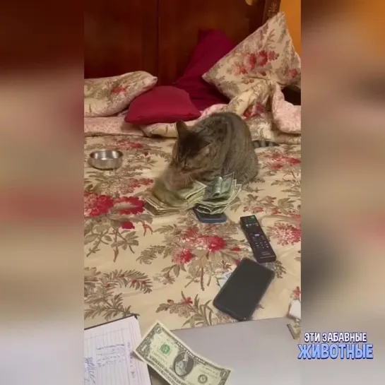 Котэ срубил КЭША🤑🤑🤑