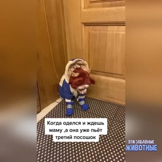 Третий посошок!🤣🤣🤣