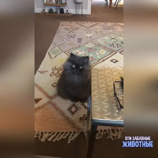 Научите меня мяукать😿