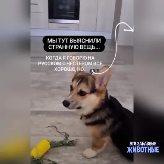 А ну давай по русски!