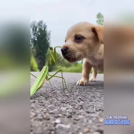 У вас тут трава шевелится!