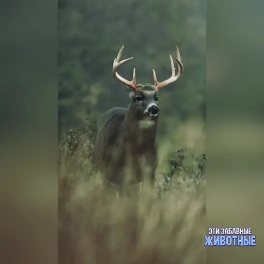 В этом видео прекрасно всё!