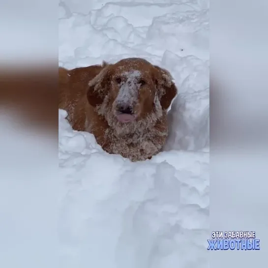 Снегоход!