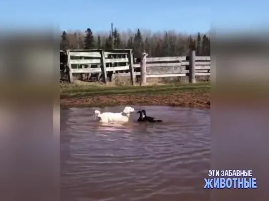 Чужак на нашей территории!