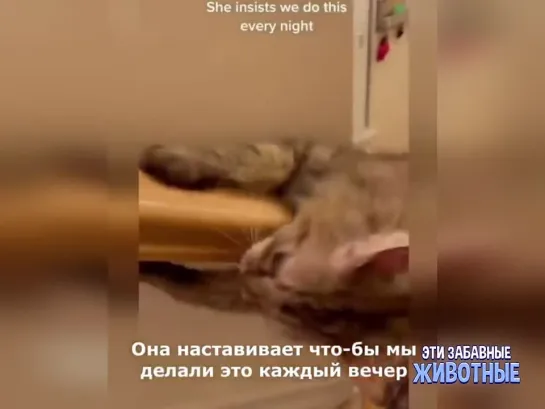 КотРакцион