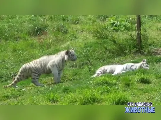 Жестокое нападение альбиноса на брата!