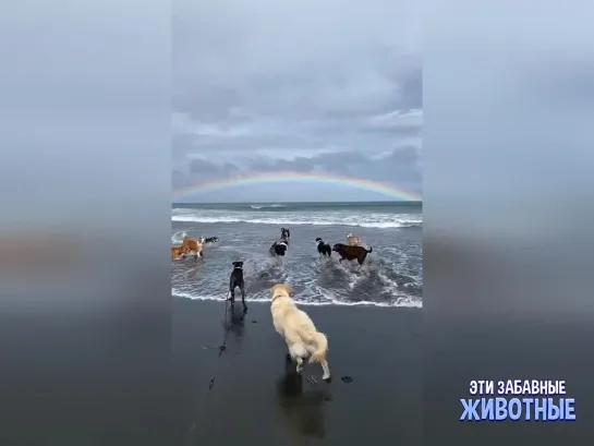 В этом видео прекрасно всё!