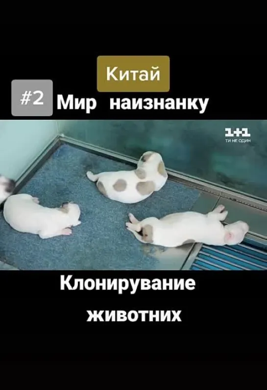 Клонирование животных😵